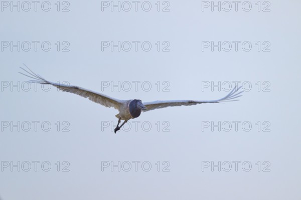 A large stork flies with outstretched wings in the clear sky, Jabiru (Jabiru mycteria), Pantanal, UNESCO Biosphere Reserve, Mato Grosso, Brazil