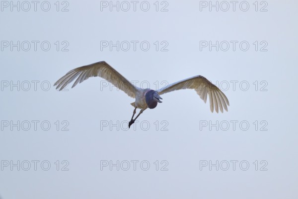 A stork flies directly towards the camera while spreading its wings, Jabiru (Jabiru mycteria), Pantanal, UNESCO Biosphere Reserve, Mato Grosso, Brazil