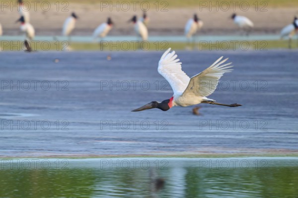 A large stork flies just above the water surface with its wings outstretched, Jabiru (Jabiru mycteria), Pantanal, UNESCO Biosphere Reserve, Mato Grosso, Brazil