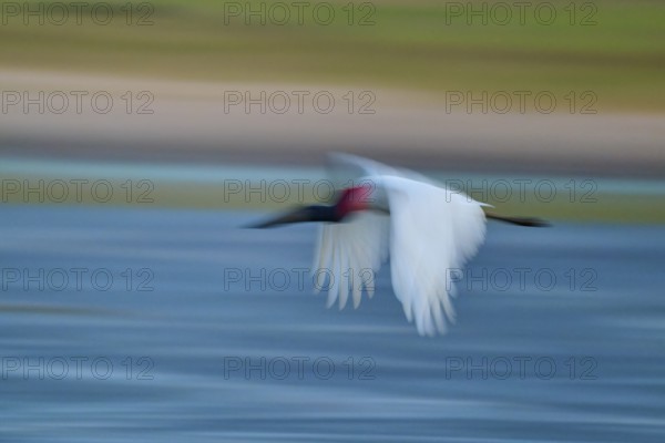 A bird flies fast over water, motion blur emphasises the dynamics, Jabiru (Jabiru mycteria), Pantanal, UNESCO Biosphere Reserve, Mato Grosso, Brazil