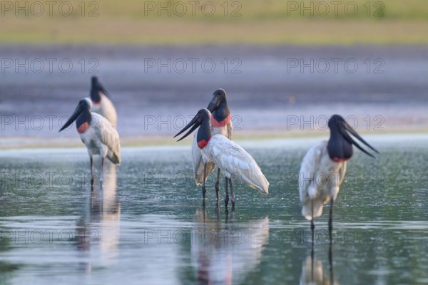 A group of large birds stands in the calm water, in a peaceful atmosphere, Jabiru (Jabiru mycteria), Pantanal, UNESCO Biosphere Reserve, Mato Grosso, Brazil