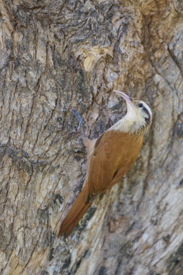 Bird with brown and white plumage climbing on a tree bark, Southern White-bellied Woodcreeper (Lepidocolaptes angustirostris), Pantanal, UNESCO Biosphere Reserve, Mato Grosso, Brazil