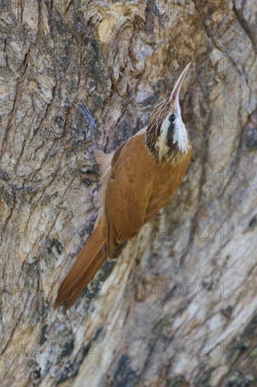Bird with brown and white plumage on a tree bark, Southern White-bellied Woodcreeper (Lepidocolaptes angustirostris), Pantanal, UNESCO Biosphere Reserve, Mato Grosso, Brazil