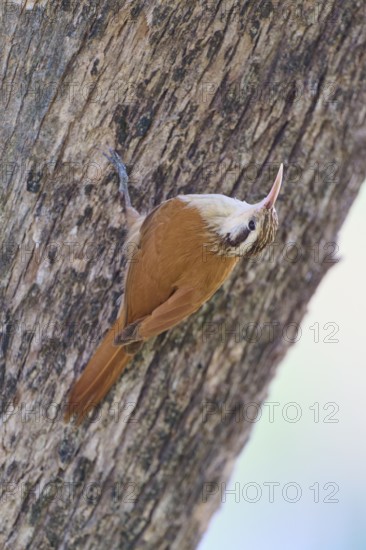 Bird with brown plumage and white head on a tree, Southern White-bellied Woodcreeper (Lepidocolaptes angustirostris), Pantanal, UNESCO Biosphere Reserve, Mato Grosso, Brazil