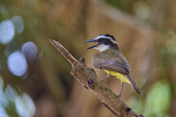 Bird with vivid yellow belly singing on branch in front of bokeh background, Sulphur Yellow Tyrant (Pitangus sulphuratus), Pantanal, UNESCO Biosphere Reserve, World Heritage Site, Mato Grosso, Brazil