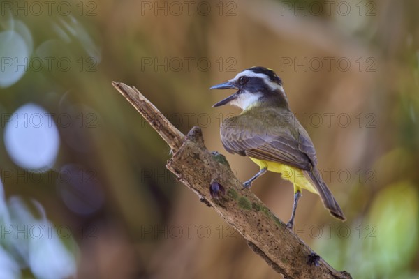 Bird sits singing on a brown branch, bright yellow plumage, sulphur yellow tyrant (Pitangus sulphuratus), Pantanal, UNESCO Biosphere Reserve, World Heritage Site, Mato Grosso, Brazil