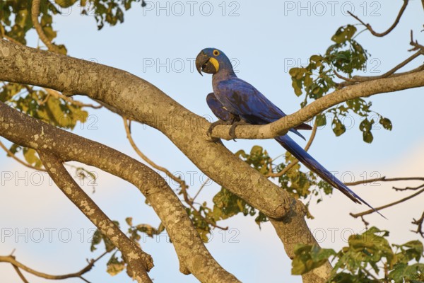 A blue parrot sitting on a branch under a clear sky in a natural environment, Hyacinth Macaw (Anodorhynchus hyacinthinus), Pantanal, UNESCO Biosphere Reserve, Mato Grosso, Brazil