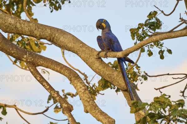 A blue parrot sits on a branch, the sky shows delicate twilight colours, Hyacinth Macaw (Anodorhynchus hyacinthinus), Pantanal, UNESCO Biosphere Reserve, Mato Grosso, Brazil