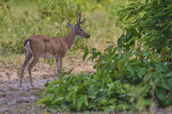 A young deer with horns stands at the edge of the forest, Grand Mazama or Rotmazama (Mazama americana), Pantanal, UNESCO Biosphere Reserve, Mato Grosso, Brazil