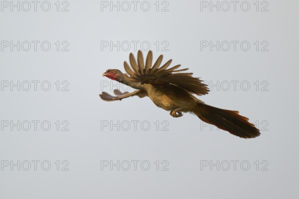 Bird with outspread wings flying in the sky, brown feathers and red head, Chacochachalaca (Ortalis canicollis), Pantanal, UNESCO Biosphere Reserve, Mato Grosso, Brazil