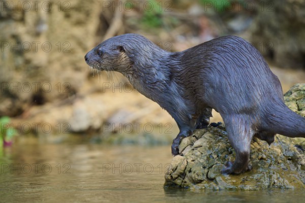 An otter stands on a rock on the riverbank and observes the surroundings, Southern river otter (Lontra longicaudis), Rio Negro, Pantanal, UNESCO Biosphere Reserve, Mato Grosso, Brazil