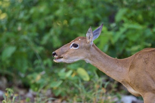 Close-up of a deer against a green background in the forest, Grand Mazama or Red Mazama (Mazama americana), Pantanal, UNESCO Biosphere Reserve, Mato Grosso, Brazil