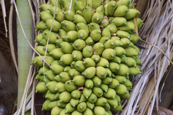 Dense clump of palm fruits on the perennial between dried palm leaves, Fazenda Barranco Alto, Pantanal, UNESCO Biosphere Reserve, World Heritage Site, Mato Grosso, Brazil