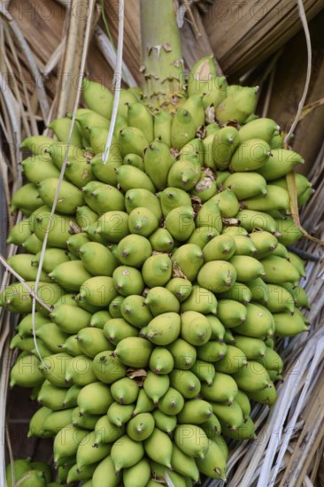 Dense clump of palm fruits on the perennial between dried palm leaves, Fazenda Barranco Alto, Pantanal, UNESCO Biosphere Reserve, World Heritage Site, Mato Grosso, Brazil
