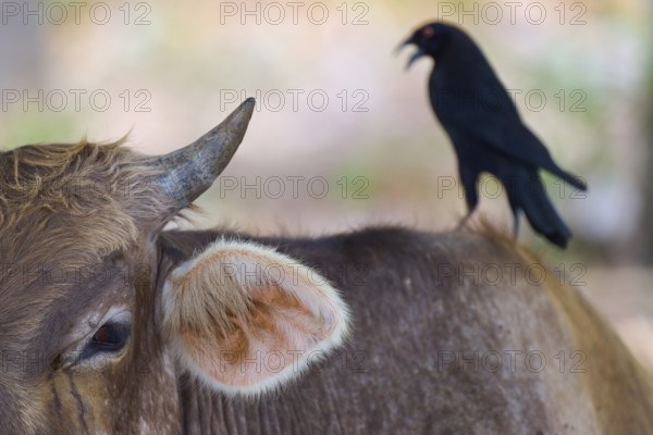 A bird sits on the back of a brown cow in a natural environment, cattle, giant cowbird (Molothrus oryzivorus), Fazenda Barranco Alto, Pantanal, UNESCO Biosphere Reserve, World Heritage Site, Mato Grosso, Brazil