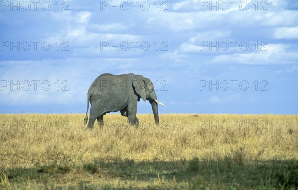 Elephant (Loxodonta africana), Serengeti, Tanzania, Africa, June 2000, vintage, retro, old, historical