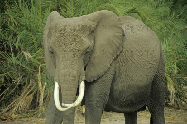 Elephant (Loxodonta africana), Amboseli National Park, Kenya, Africa, June 2000, vintage, retro, old, historical