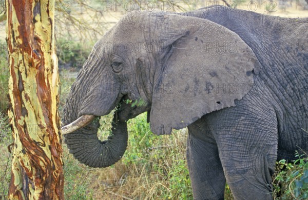 Elephant (Loxodonta africana) eating tree bark, Serengeti, Tanzania, Africa, June 2000, vintage, retro, old, historical