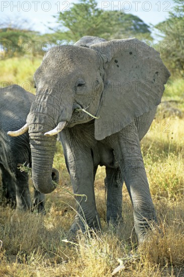 Elephant (Loxodonta africana), Serengeti, Tanzania, Africa, June 2000, vintage, retro, old, historical