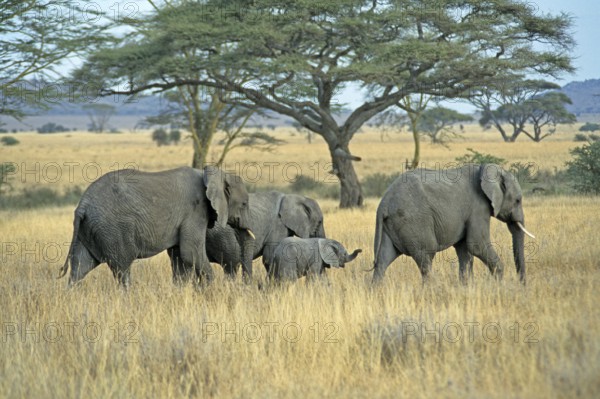 Elephants with young (Loxodonta africana), Serengeti, Tanzania, Africa, June 2000, vintage, retro, old, historical