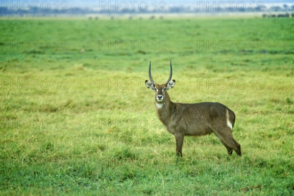 Waterbuck (Kobus elipsiprymus) in Amboseli National Park, Kenya, Africa, June 2000, vintage, retro, old, historic