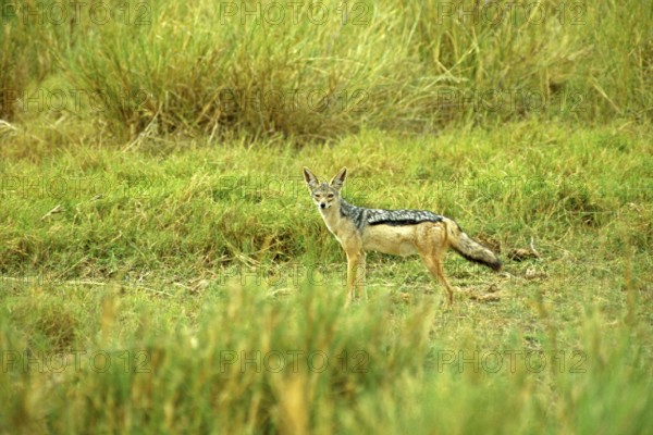 Black-backed jackal (Canis mesomeles), Amboseli National Park, Kenya, Africa, June 2000, vintage, retro, old, historical