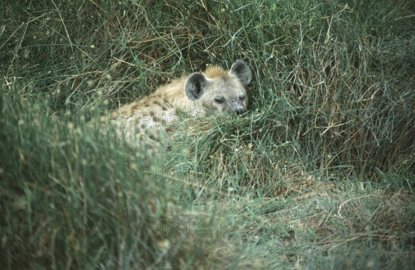 Spotted hyena (Crocuta crocuta) in Amboseli National Park, Kenya, Africa, June 2000, vintage, retro, old, historic