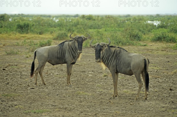Gnubullen (Connochaetes taurinus) in Amboseli National Park, Kenya, Africa, June 2000, vintage, retro, old, historical