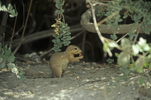 Ochre bush squirrel (Paxerus ochraceus), in Amboseli National Park, Kenya, Africa, June 2000, vintage, retro, old, historic