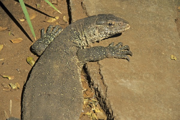 Iguana (Iguana iguana), crocodile farm, Victoria Falls, Zimbabwe, Africa, June 2000, vintage, retro, old, historical