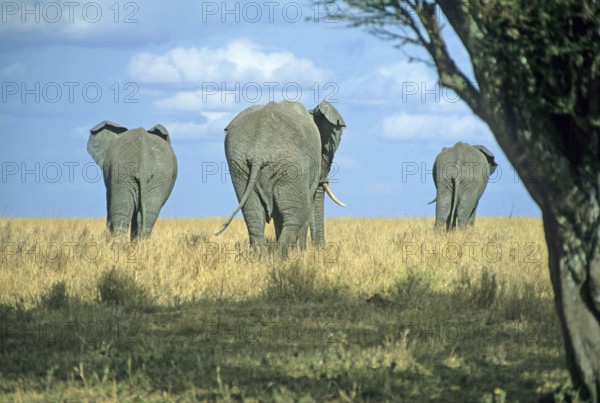 Elephants (Loxodonta africana), Serengeti, Tanzania, Africa, June 2000, vintage, retro, old, historical