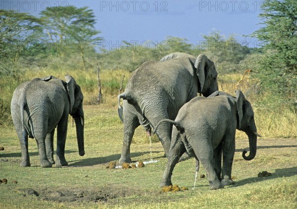 Elephants (Loxodonta africana) urinating, Serengeti, Tanzania, Africa, June 2000, vintage, retro, old, historical
