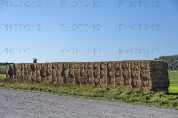 Stacked straw bales at the edge of the meadow, Ahrenshoop, Darß, Mecklenbnurg-Western Pomerania, Germany