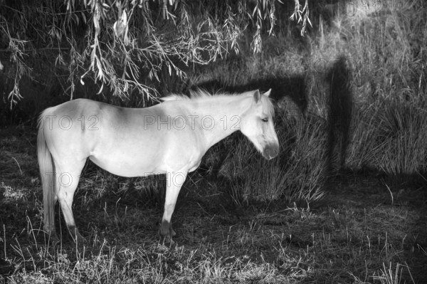 White mare under a willow (Salix) on a moor, black and white, Othenstorf, Mecklenburg-Vorpommern, Germany