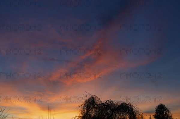 Tree silhouette in evening sky, Eckental, Middle Franconia, Bavaria, Germany
