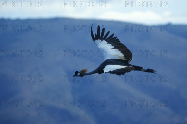 Crowned Crane (Balearica Pavonina) in flight, Ngorongoro Crater, Tanzania, Africa, June 2000, vintage, retro, old, historic