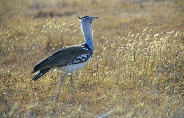 Giant bustard (Ardeotis kori), Ngorongoro Crater, Tanzania, Africa, June 2000, vintage, retro, old, historical