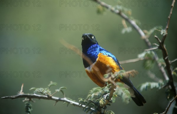 Tricoloured Glossy Starling (Lamprotornis superbus), Serengeti, Tanzania, Africa, June 2000, vintage, retro, old, historic