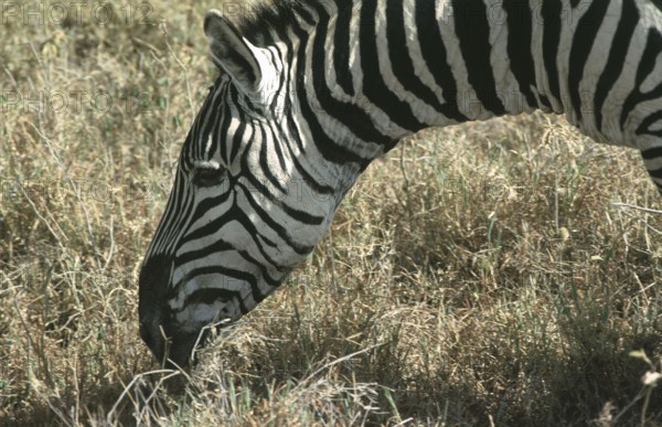 Steppe zebra (Equus quagga), Ngorongoro Crater, Tanzania, Africa, June 2000, vintage, retro, old, historical
