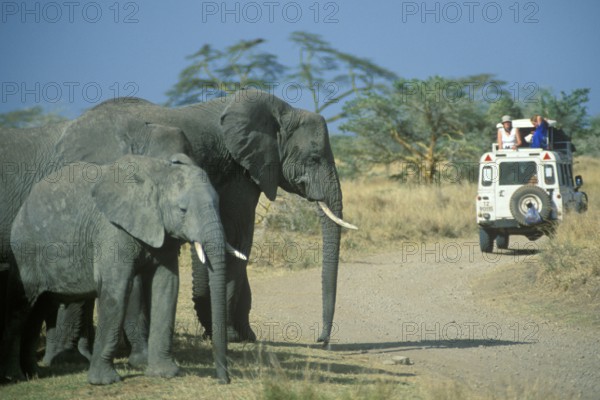 Elephants (Loxodonta africana), Safari, Serengeti, Tanzania, Africa, June 2000, vintage, retro, old, historical