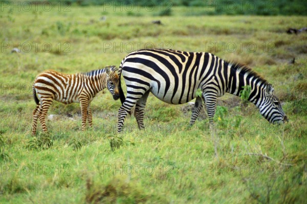 Plains zebra (Equus quagga) with foal in Amboseli National Park, Kenya, Africa, June 2000, vintage, retro, old, historic