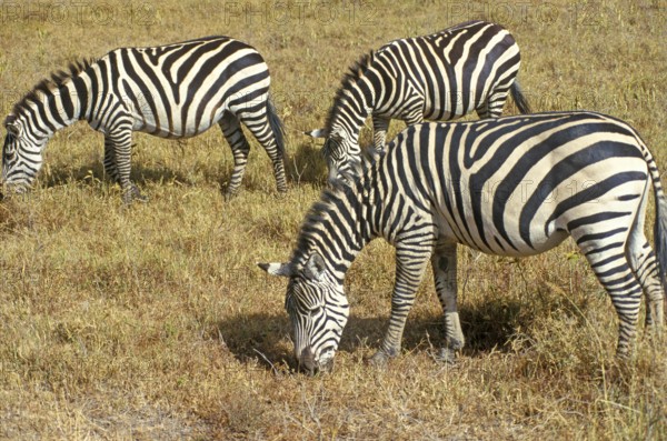 Steppe zebra (Equus quagga) in the Ngorongoro Crater, Tanzania, Africa, June 2000, vintage, retro, old, historical