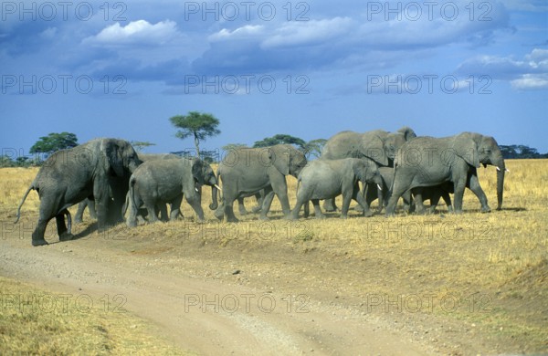 Herd of elephants (Loxodonta africana), Serengeti, Tanzania, Africa, June 2000, vintage, retro, old, historical