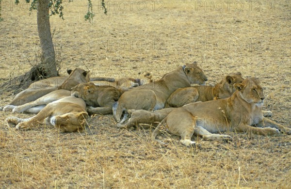 Lions (Panthera leo), Serengeti, Tanzania, Africa, June 2000, vintage, retro, old, historical