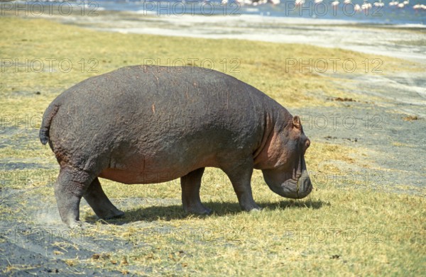 Hippopotamus (Hippopotamus amphibius) in the Ngorongoro Crater, Tanzania, Africa, June 2000, vintage, retro, old, historical