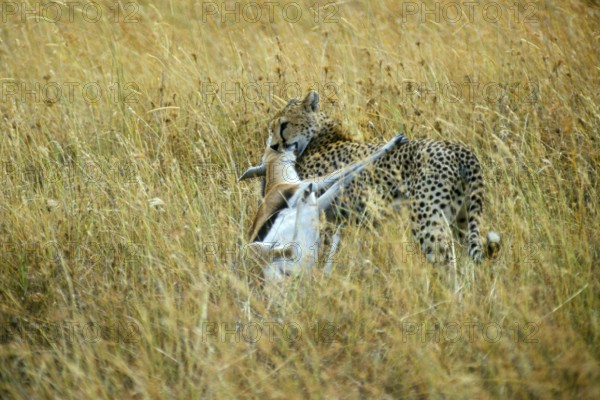 Cheetah (Acinonyx jubatus) with prey, Serengeti, Tanzania, Africa, June 2000, vintage, retro, old, historical