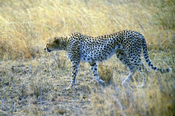 Cheetah (Acinonyx jubatus), Serengeti, Tanzania, Africa, June 2000, vintage, retro, old, historical