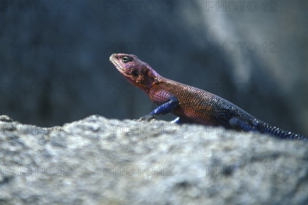 Settler's agama (Agama agama), Serengeti, Tanzania, Africa, June 2000, vintage, retro, old, historical