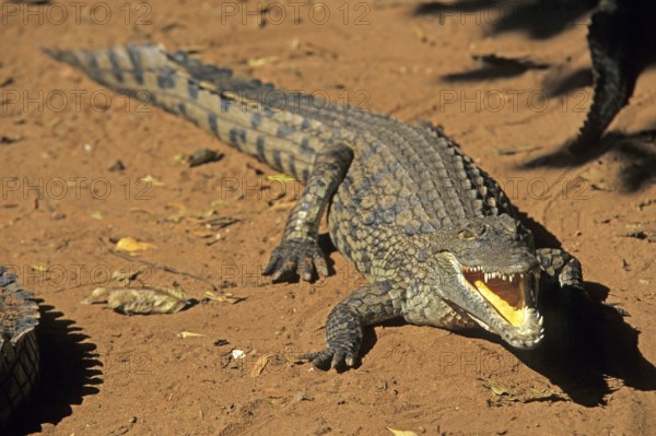 Nile crocodile (Crocodylus niloticus), crocodile farm, Victoria Falls, Zimbabwe, Africa, June 2000, vintage, retro, old, historical