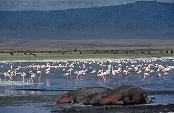 Flamingos, sleeping hippos (Hippopotamus amphibius) in the Ngorongoro Crater, Tanzania, Africa, June 2000, vintage, retro, old, historical